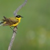 Konipas lucni - Motacilla flava - Western Yellow Wagtail 5938